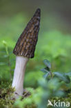 Kegelmorielje (Morchella elata)