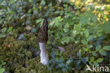 Kegelmorielje (Morchella elata)