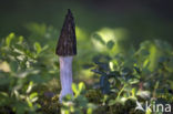 Kegelmorielje (Morchella elata)