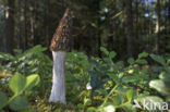 Kegelmorielje (Morchella elata)