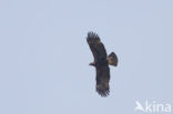 Imperial Eagle (Aquila heliaca)
