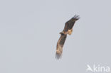 Imperial Eagle (Aquila heliaca)