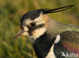 Lapwing (Vanellus vanellus)