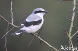 Great Grey Shrike (Lanius excubitor)