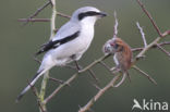 Great Grey Shrike (Lanius excubitor)