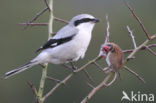 Klapekster (Lanius excubitor)