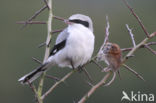 Great Grey Shrike (Lanius excubitor)