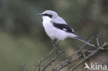 Great Grey Shrike (Lanius excubitor)