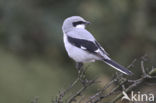 Great Grey Shrike (Lanius excubitor)