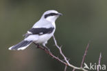 Great Grey Shrike (Lanius excubitor)