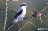 Great Grey Shrike (Lanius excubitor)