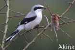 Great Grey Shrike (Lanius excubitor)