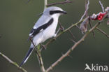 Great Grey Shrike (Lanius excubitor)