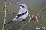 Great Grey Shrike (Lanius excubitor)