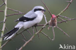 Great Grey Shrike (Lanius excubitor)