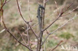 Great Grey Shrike (Lanius excubitor)