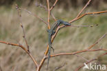 Great Grey Shrike (Lanius excubitor)