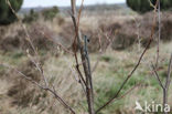 Great Grey Shrike (Lanius excubitor)