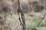 Great Grey Shrike (Lanius excubitor)