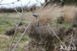 Great Grey Shrike (Lanius excubitor)