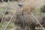 Great Grey Shrike (Lanius excubitor)