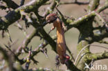 Klapekster (Lanius excubitor)