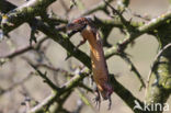 Great Grey Shrike (Lanius excubitor)