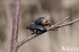 Great Grey Shrike (Lanius excubitor)