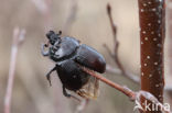 Klapekster (Lanius excubitor)