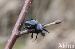 Klapekster (Lanius excubitor)