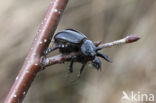 Klapekster (Lanius excubitor)