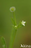 Kleefkruid (Galium aparine)