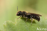 Chelostoma campanularum