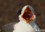 Lesser Black-backed Gull (Larus fuscus)