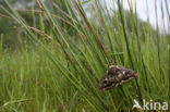 Kleine nachtpauwoog (Saturnia pavonia)