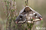 Kleine nachtpauwoog (Saturnia pavonia)