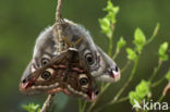 Emperor Moth (Saturnia pavonia)