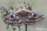 Kleine nachtpauwoog (Saturnia pavonia)