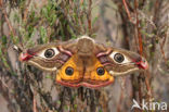 Kleine nachtpauwoog (Saturnia pavonia)