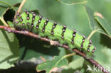 Kleine nachtpauwoog (Saturnia pavonia)