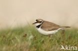 Kleine Plevier (Charadrius dubius)