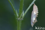 Kleine vos (Aglais urticae)