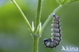 Kleine vos (Aglais urticae)