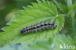 Kleine vos (Aglais urticae)