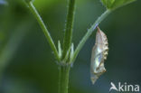 Kleine vos (Aglais urticae)