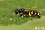 Kleine Zeefwesp (Crabro peltarius)