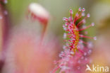 Kleine zonnedauw (Drosera intermedia)