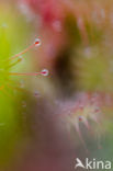 Oblong-leaved Sundew (Drosera intermedia)