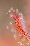 Kleine zonnedauw (Drosera intermedia)