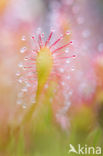 Oblong-leaved Sundew (Drosera intermedia)